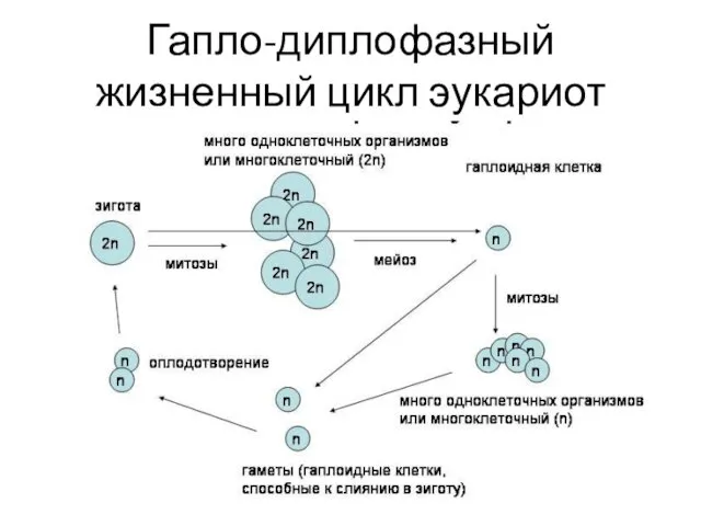 Гапло-диплофазный жизненный цикл эукариот