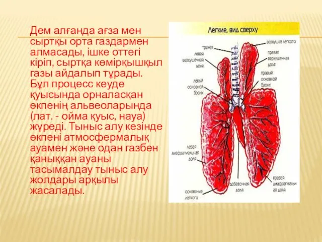 Дем алғанда ағза мен сыртқы орта газдармен алмасады, ішке оттегі