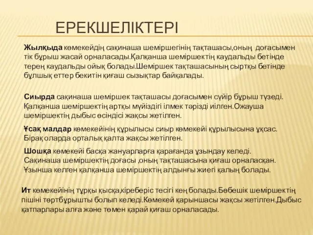 ЕРЕКШЕЛІКТЕРІ Жылқыда көмекейдің сақинаша шеміршегінің тақташасы,оның доғасымен тік бұрыш жасай