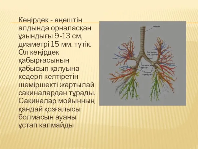 Кеңірдек - өңештің алдында орналасқан ұзындығы 9-13 см, диаметрі 15