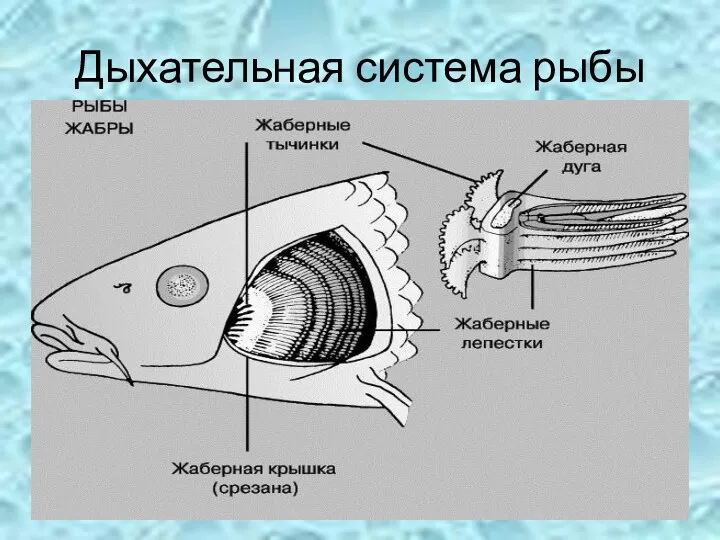 Дыхательная система рыбы