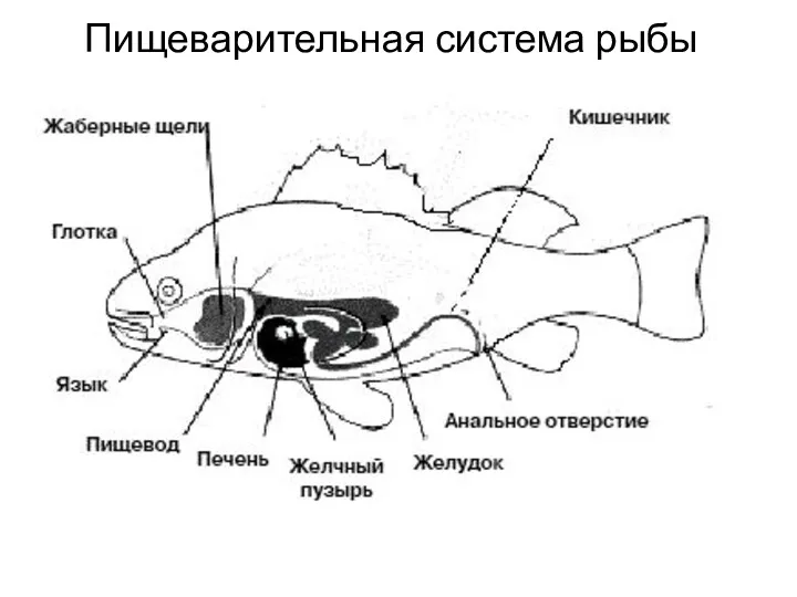 Пищеварительная система рыбы