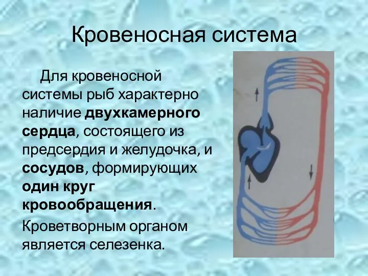 Кровеносная система Для кровеносной системы рыб характерно наличие двухкамерного сердца,