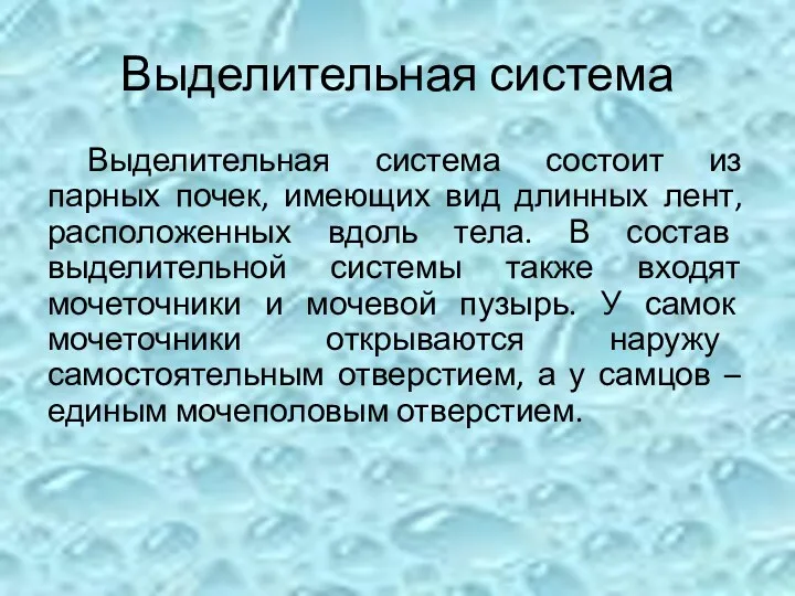 Выделительная система Выделительная система состоит из парных почек, имеющих вид