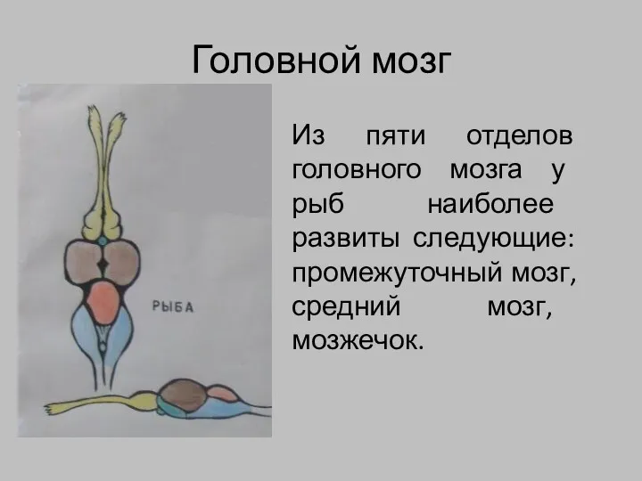 Головной мозг Из пяти отделов головного мозга у рыб наиболее