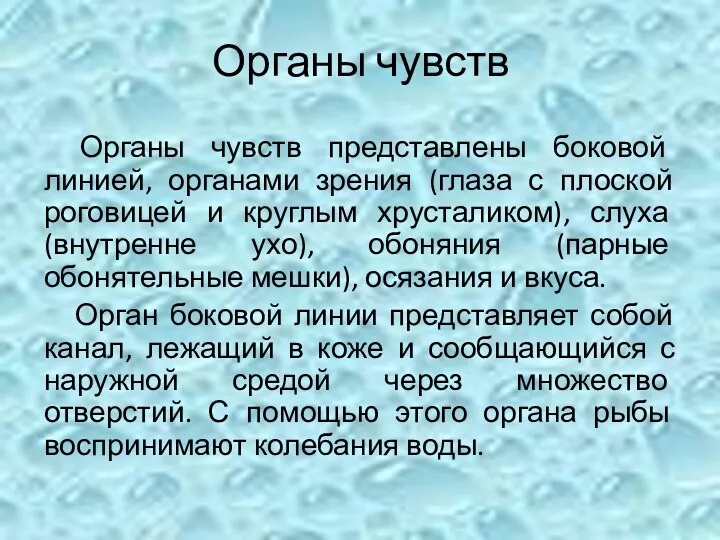 Органы чувств Органы чувств представлены боковой линией, органами зрения (глаза