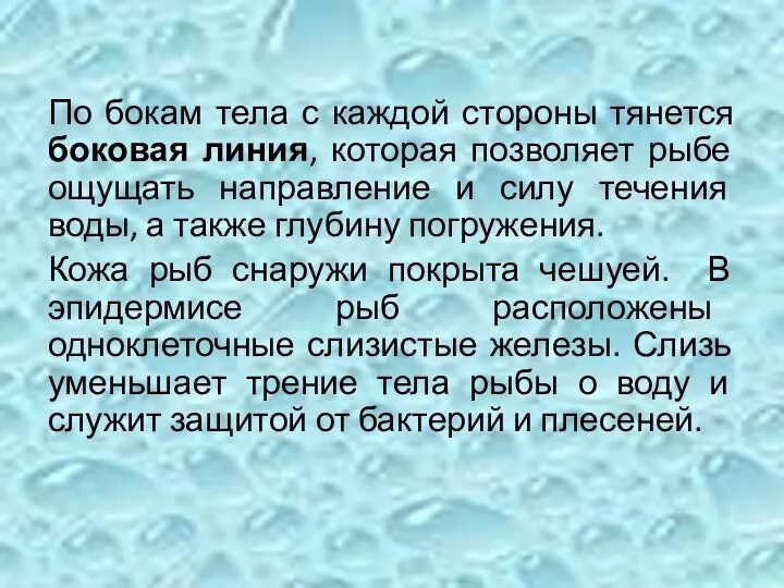 По бокам тела с каждой стороны тянется боковая линия, которая