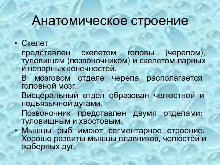 Анатомическое строение Скелет представлен скелетом головы (черепом), туловищем (позвоночником) и