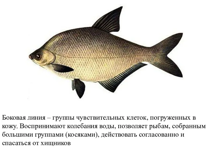 Боковая линия – группы чувствительных клеток, погруженных в кожу. Воспринимают колебания воды, позволяет