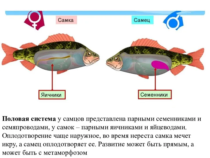 Половая система у самцов представлена парными семенниками и семяпроводами, у самок – парными