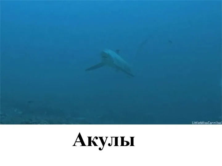 Акулы
