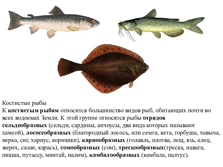 Костистые рыбы К костистым рыбам относится большинство видов рыб, обитающих