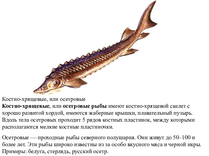 Костно-хрящевые, или осетровые Костно-хрящевые, или осетровые рыбы имеют костно-хрящевой скелет с хорошо развитой