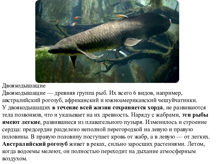 Двоякодышащие Двоякодышащие — древняя группа рыб. Их всего 6 видов, например, австралийский рогозуб,