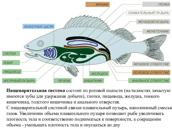 Пищеварительная система состоит из ротовой полости (на челюстях зачастую имеются