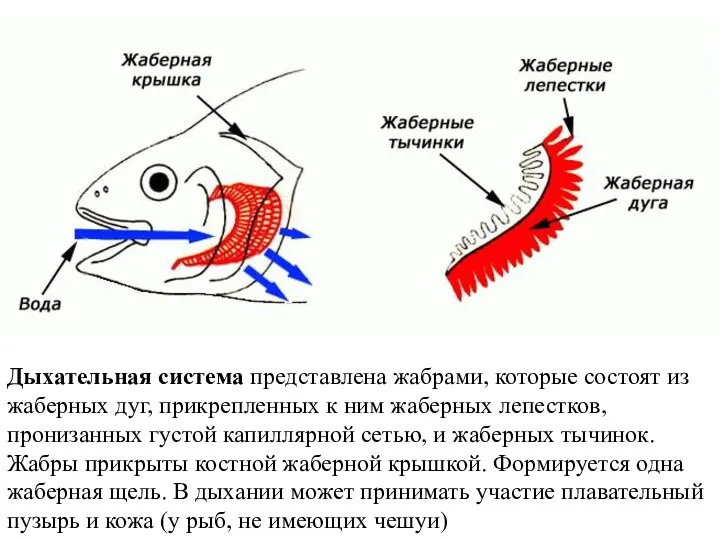 Дыхательная система представлена жабрами, которые состоят из жаберных дуг, прикрепленных к ним жаберных