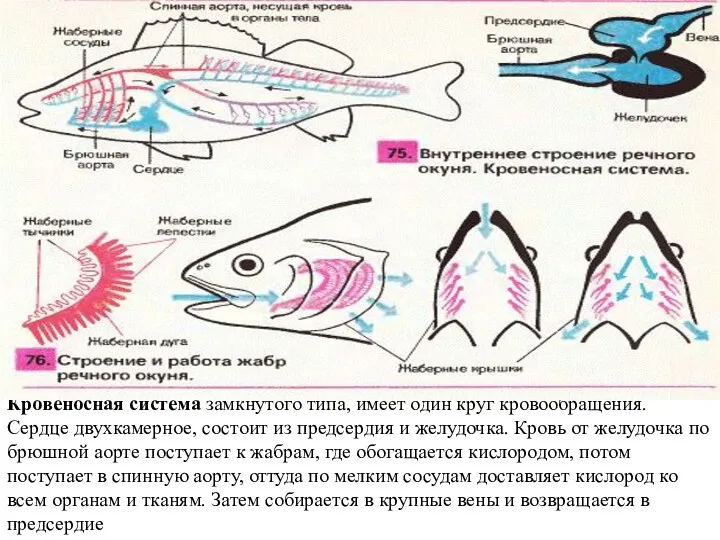 Кровеносная система замкнутого типа, имеет один круг кровообращения. Сердце двухкамерное, состоит из предсердия