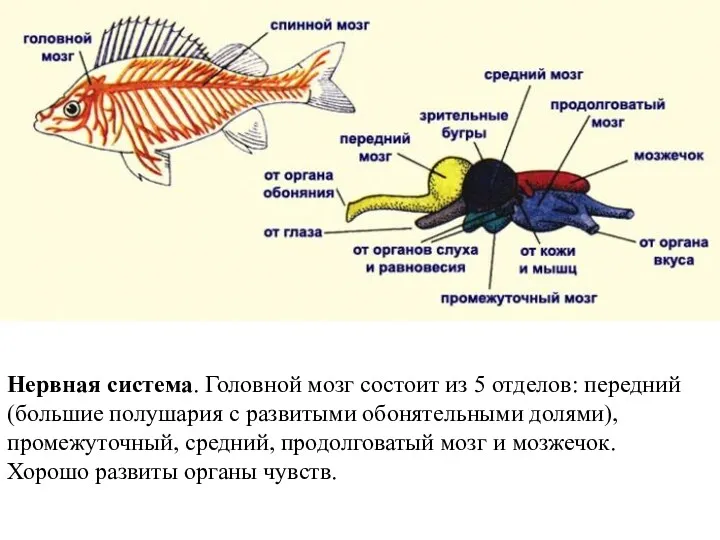 Нервная система. Головной мозг состоит из 5 отделов: передний (большие полушария с развитыми