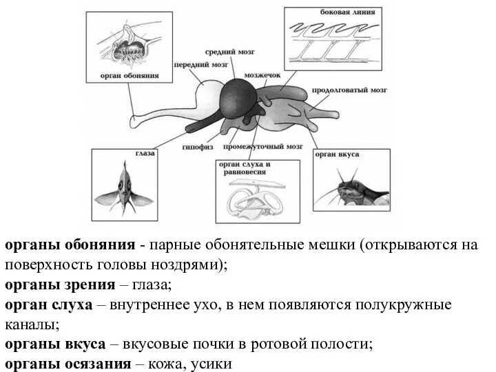 органы обоняния - парные обонятельные мешки (открываются на поверхность головы