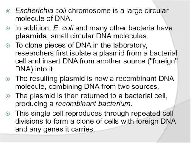 Escherichia coli chromosome is a large circular molecule of DNA.