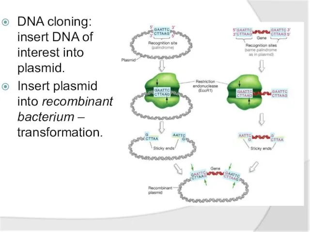 DNA cloning: insert DNA of interest into plasmid. Insert plasmid into recombinant bacterium – transformation.