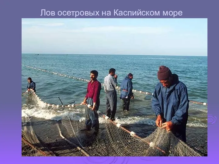 Лов осетровых на Каспийском море