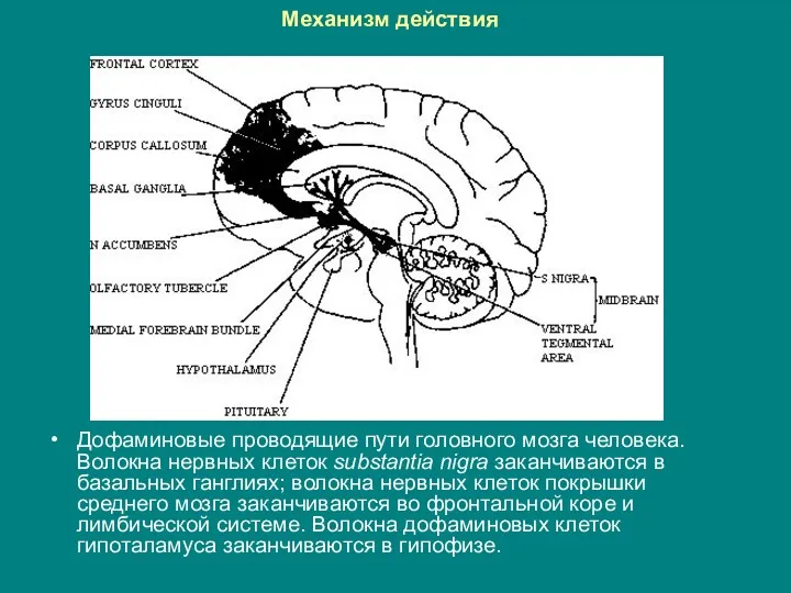 Механизм действия Дофаминовые проводящие пути головного мозга человека. Волокна нервных клеток substantia nigra