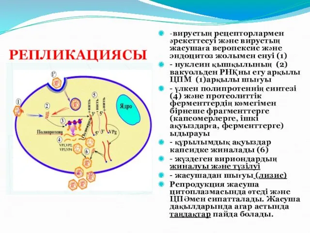 РЕПЛИКАЦИЯСЫ -вирустың рецепторлармен әрекеттесуі және вирустың жасушаға веропексис және эндоцитоз