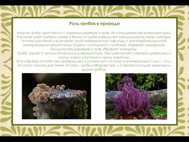 Роль грибов в природе http://biouroki.ru/material/plants/griby.html Многие грибы срастаются с корнями деревьев и трав.