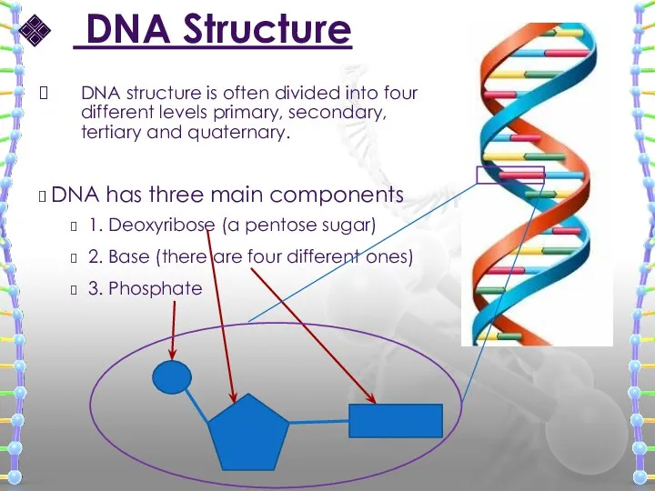 DNA Structure DNA has three main components 1. Deoxyribose (a