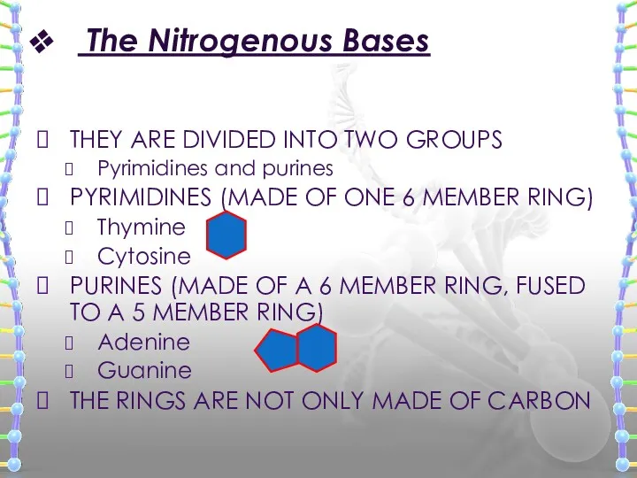 The Nitrogenous Bases THEY ARE DIVIDED INTO TWO GROUPS Pyrimidines