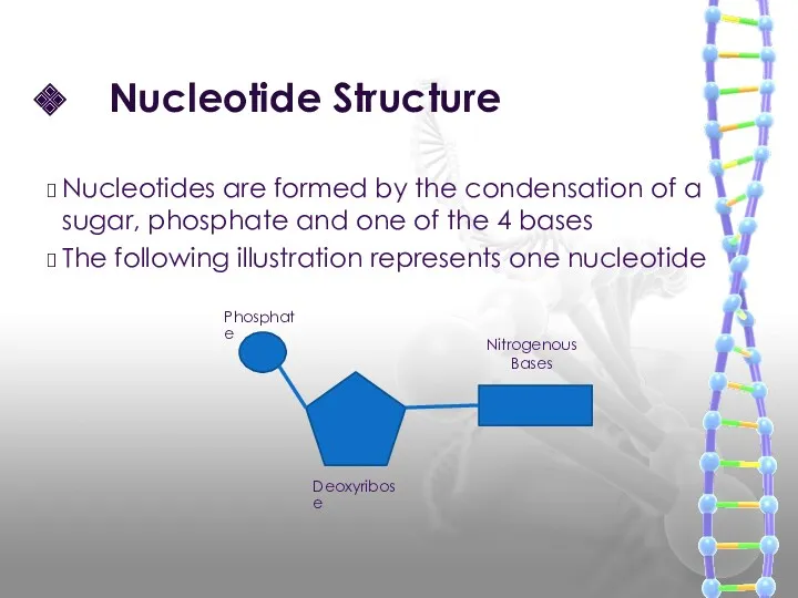 Nucleotide Structure Nucleotides are formed by the condensation of a