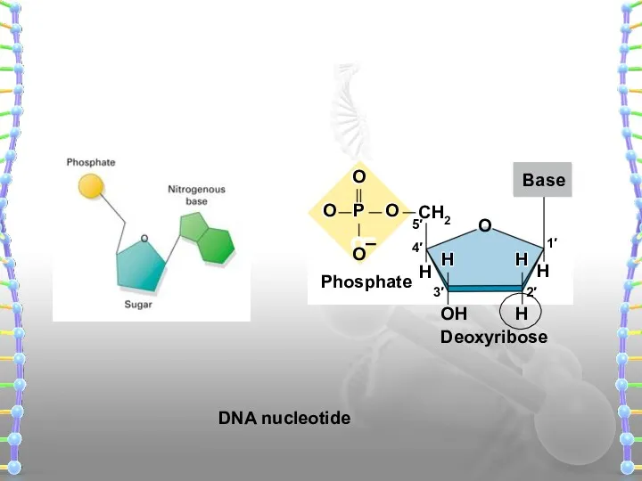 H H H O CH2 Base DNA nucleotide Phosphate Deoxyribose
