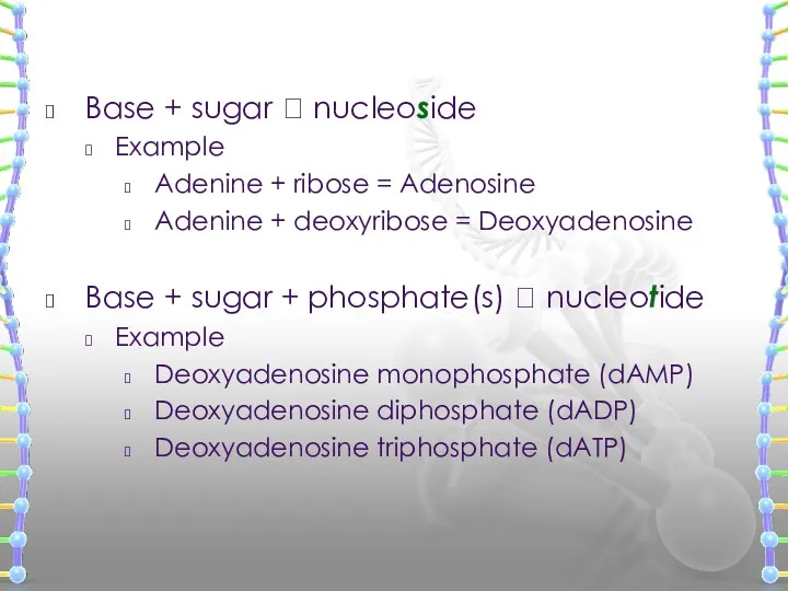Base + sugar ? nucleoside Example Adenine + ribose =