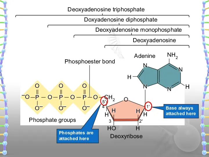 Base always attached here Deoxyadenosine Deoxyadenosine monophosphate Doxyadenosine diphosphate Adenine