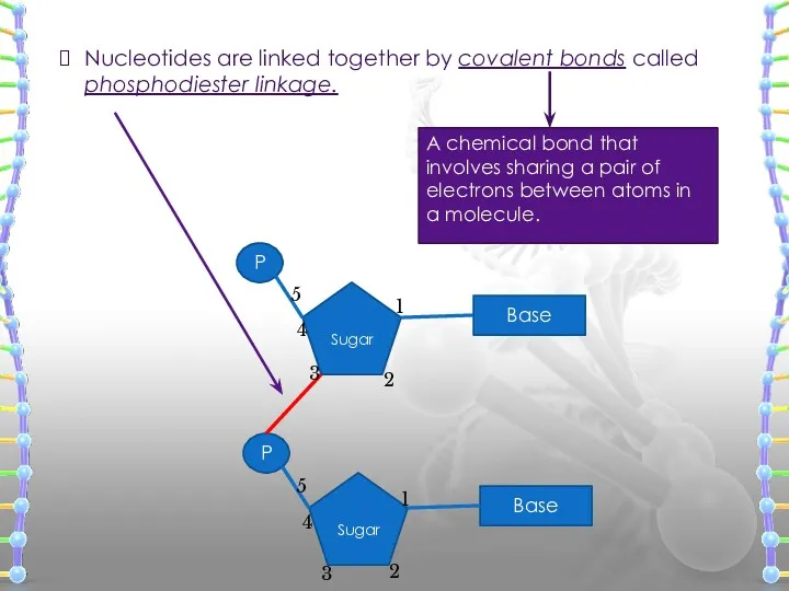 Nucleotides are linked together by covalent bonds called phosphodiester linkage.