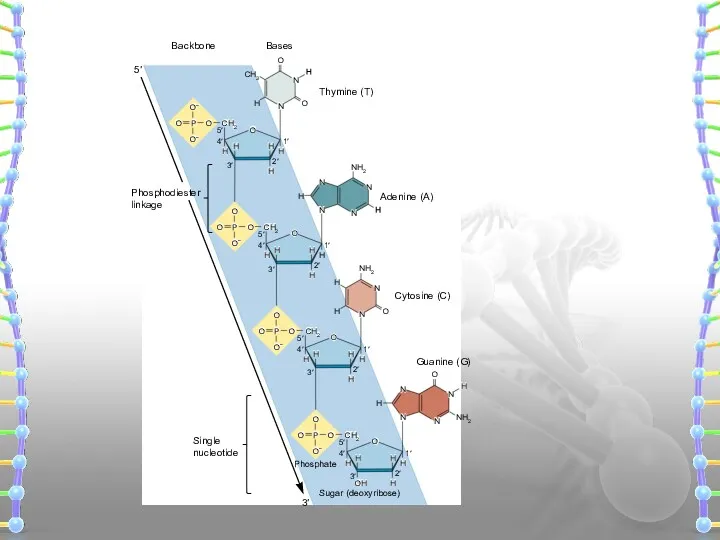 NH2 N O N O N O N Adenine (A)