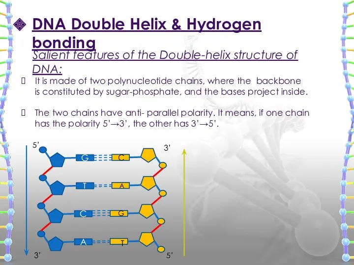 DNA Double Helix & Hydrogen bonding Salient features of the