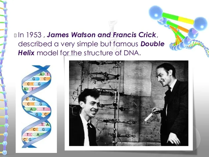 In 1953 , James Watson and Francis Crick, described a