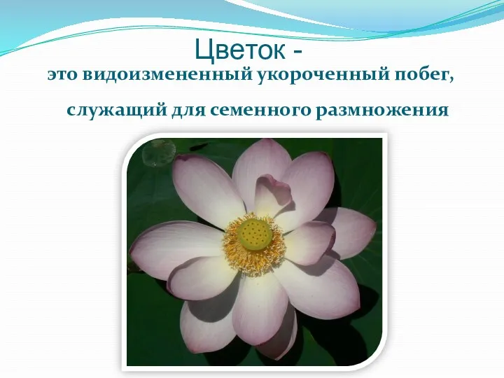 Цветок - это видоизмененный укороченный побег, служащий для семенного размножения