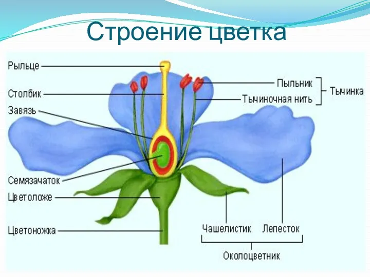 Строение цветка