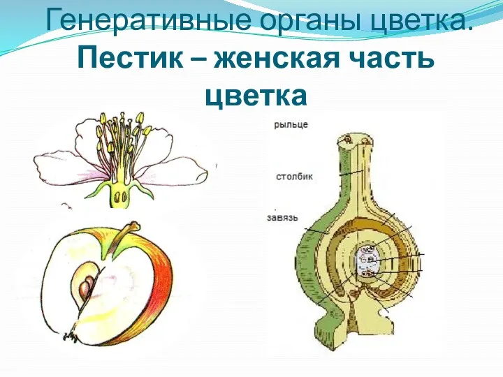 Генеративные органы цветка. Пестик – женская часть цветка