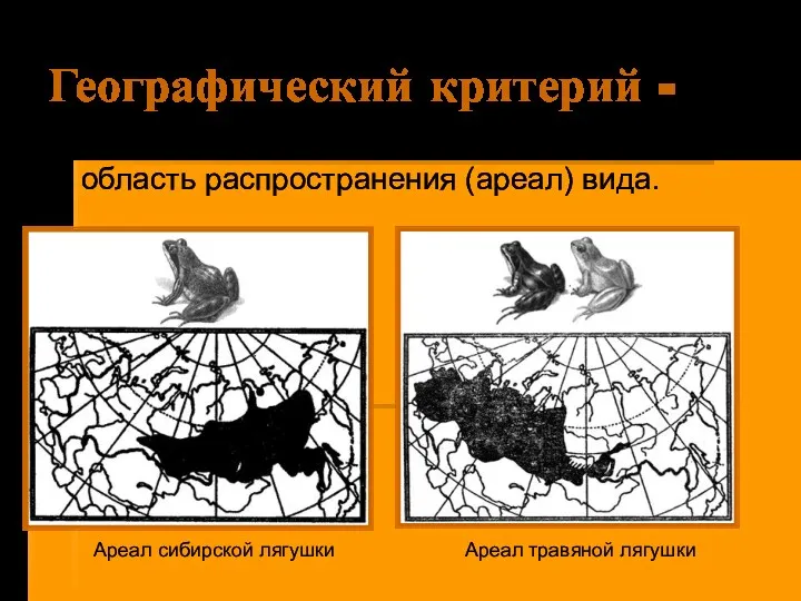 Географический критерий - область распространения (ареал) вида. Ареал сибирской лягушки Ареал травяной лягушки