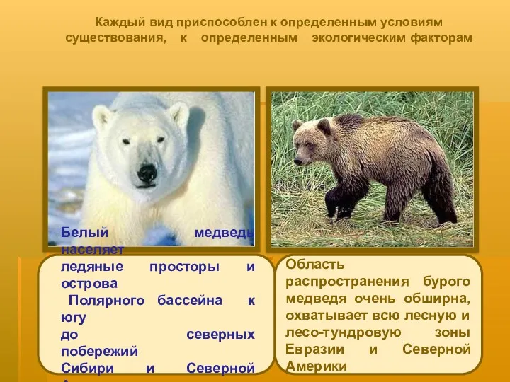 Каждый вид приспособлен к определенным условиям существования, к определенным экологическим факторам Белый медведь