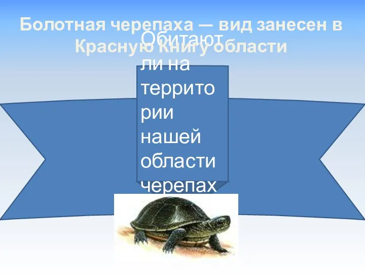Обитают ли на территории нашей области черепахи? Болотная черепаха — вид занесен в Красную Книгу области