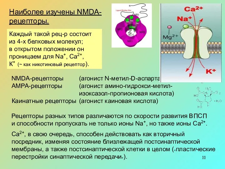 NMDA-рецепторы (агонист N-метил-D-аспартат) АМРА-рецепторы (агонист амино-гидрокси-метил- изоксазол-пропионовая кислота) Каинатные рецепторы