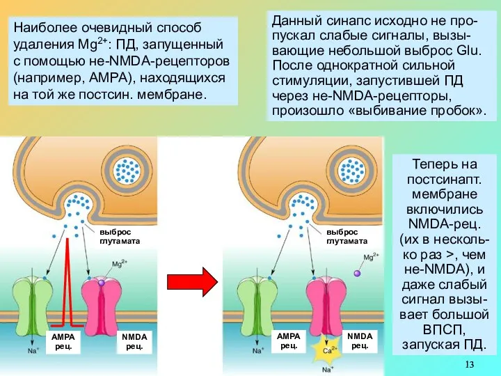 Наиболее очевидный способ удаления Mg2+: ПД, запущенный с помощью не-NMDA-рецепторов