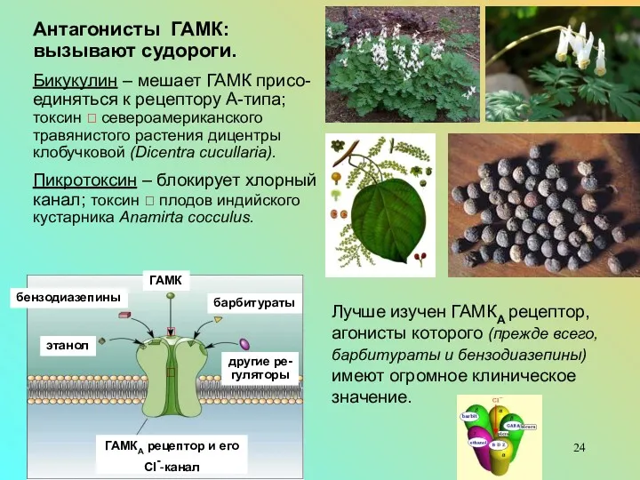 Антагонисты ГАМК: вызывают судороги. Бикукулин – мешает ГАМК присо-единяться к