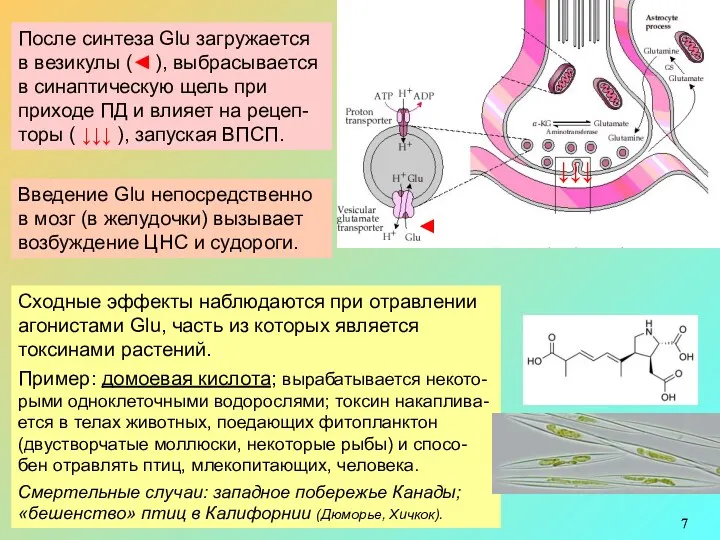 Всех тканях организма (в т.ч. в мозге) очень много Glu.