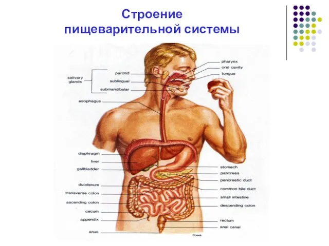 Строение пищеварительной системы